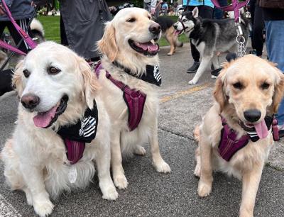 Bark 2023 Anti-Cruelty Society