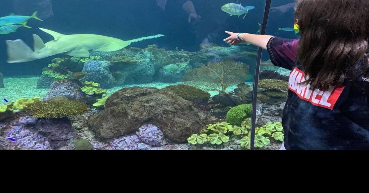 Chicago museums' free days for 2023 Candid Candace