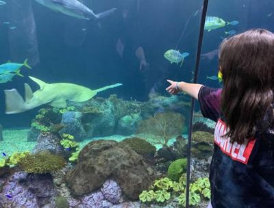 The Shedd Aquarium is just one of many Chicago museums offering free days in 2023. See complete list in article.