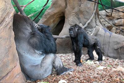 Brookfield Zoo redefines ‘monkey business’ with one of nation’s largest primate habitats