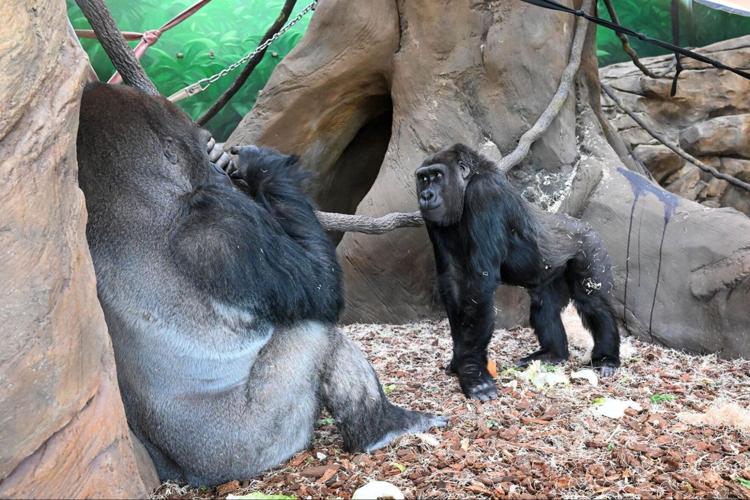 Brookfield Zoo redefines ‘monkey business’ with one of nation’s largest primate habitats