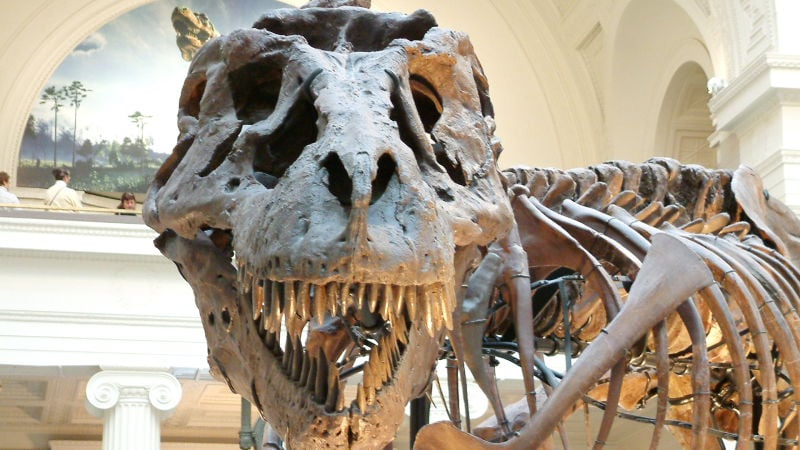 Sue, the Tyrannasaurs rex
