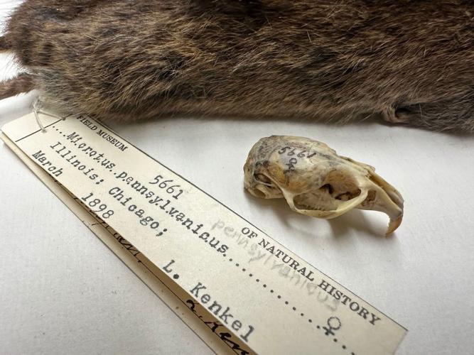 This is nuts! Evidence of evolution in Chicago chipmunks revealed by Field Museum2