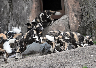 10 African painted dog pups debut at Brookfield Zoo Chicago image one