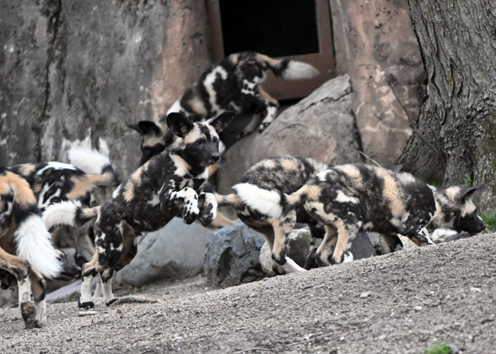 10 African painted dog pups debut at Brookfield Zoo Chicago image one