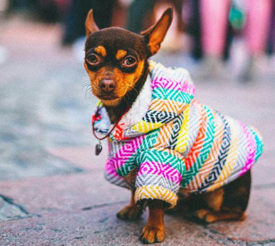A look inside Chicago’s luxury dog businesses: Five-star doggy hotels & canine couture