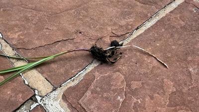 Nutsedge Plant