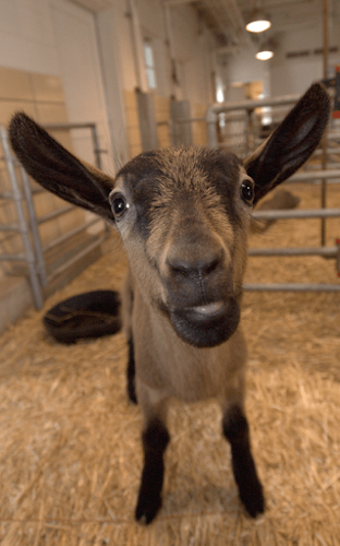 New “kids” on the block steal the show at Lincoln Park Zoo