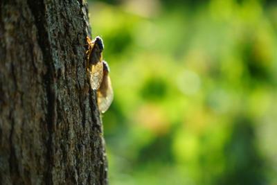 Rare ‘Dual Emergence’ to bring swarms of Cicadas to Chicago this summer