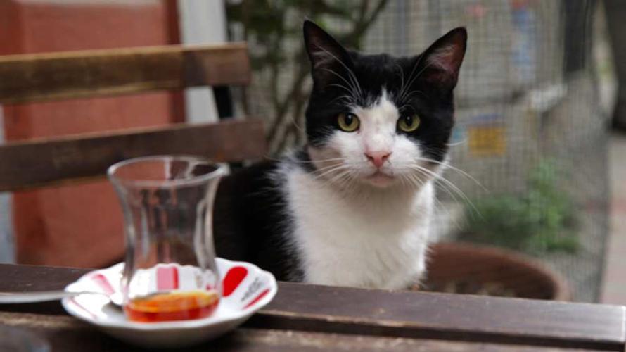 kedi
