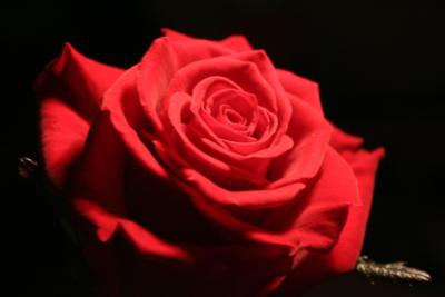 Will you accept this rose? First-ever golden bachelor comes to screens