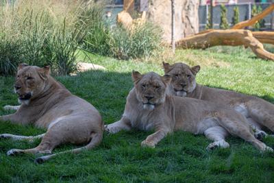 Lionesses at Lincoln Park Zoo