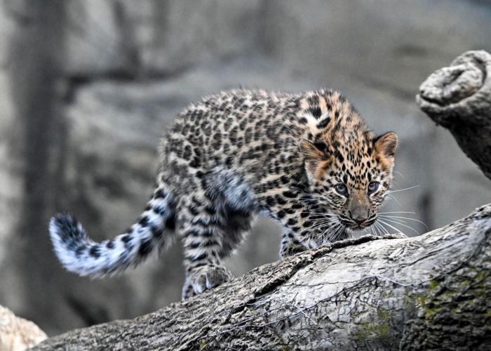 Rare Amur leopard cubs begin