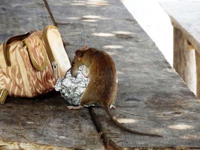 Oh, rats! Lincoln Park Zoo study shows outdoor cats aren’t killing enough rats
