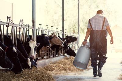 California Declares Bird Flu Emergency as Outbreak in Cows Continues