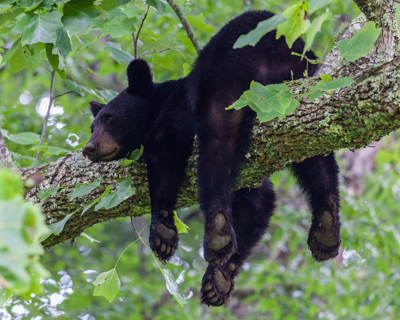 Black bears and rogue armadillos in IL