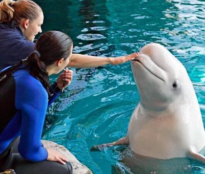 Beluga whale at Shedd Aquarium's Oceanarium. (Photo | Madeleine_H  Wikimedia Commons  CC BY 2.0)