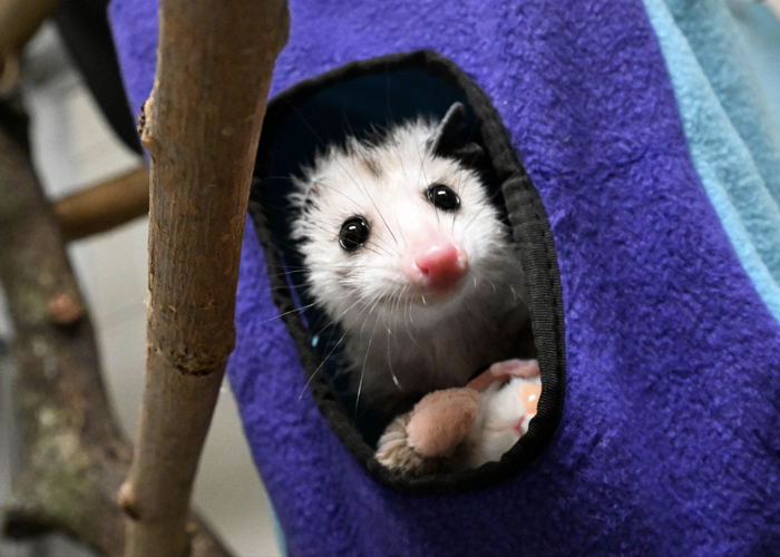 Brookfield Zoo Chicago’s rescued opossum officially named image one