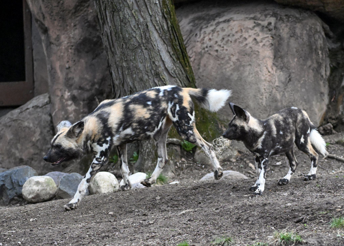 10 African painted dog pups debut at Brookfield Zoo Chicago image two