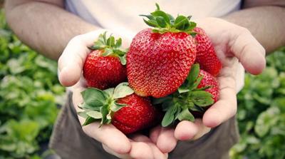 The annual Strawberry Festival returns to Long Grove June 24 through 26.