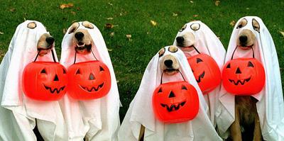 A Doggie Halloween Party at the MCA, October 30.