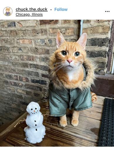 cat