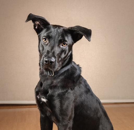Landon needs a foster home. He's waiting at PAWS Chicago. (Photo courtesy PAWS Chicago)