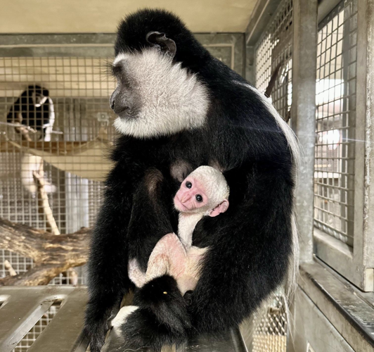 Colobus Monkey born at Lincoln Park Zoo image one