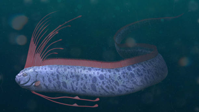 Is the oarfish here to predict disaster