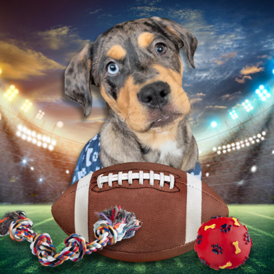 The Den Theatre will host its first Puppy Bowl to benefit The Anti-Cruelty Society.