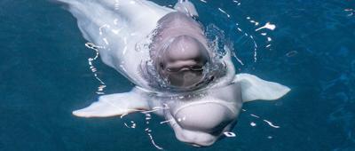The Shedd Aquarium welcomed a new baby whale into its habitat in July. Photo courtesy Shedd Aquarium-1