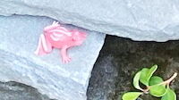 Aqua fishpond frog