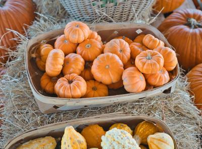 Goebbert’s Pumpkin Farm opens fall festival and haunted house