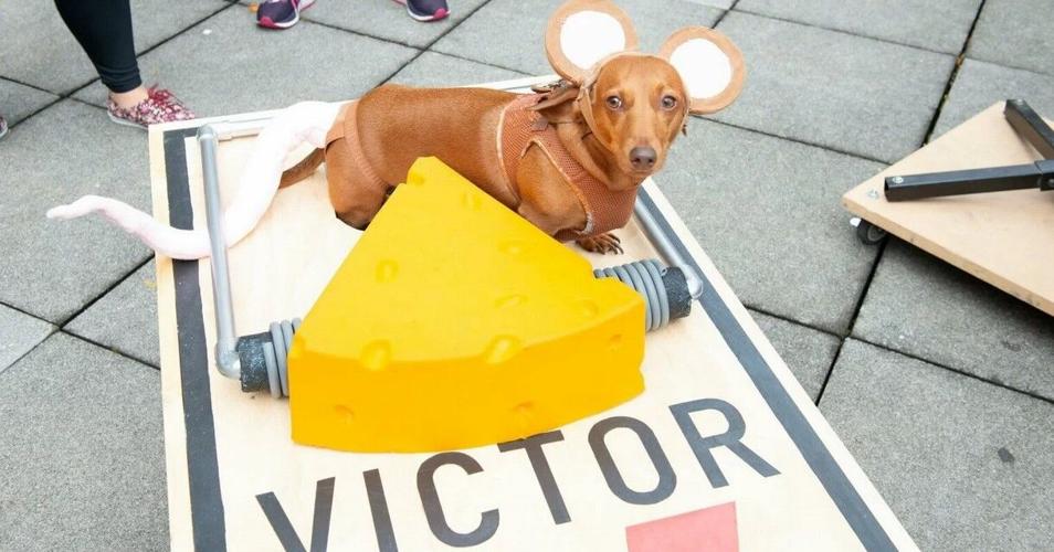 The MCA Chicago Halloween pet costume contest will be held on Oct. 25 from 9-11 am, with a pet parade at 9:45 am. $10 entry fee will be donated to PAWS Chicago. (Photo by Nathan Keay, © MCA) Chicago