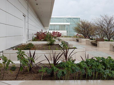 High stakes Chicago’s rooftop gardens