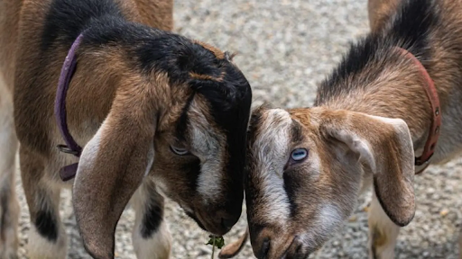 New “kids” on the block steal the show at Lincoln Park Zoo