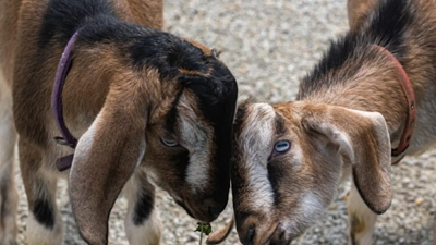 New “kids” on the block steal the show at Lincoln Park Zoo