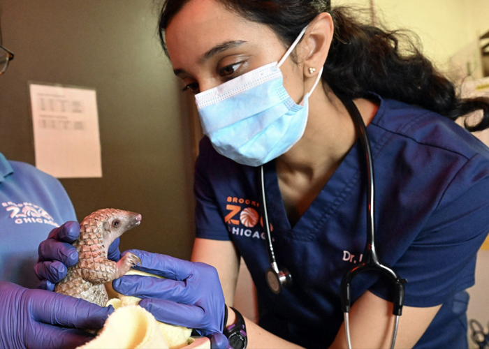 Brookfield Zoo Chicago welcomes rare pangopup image two