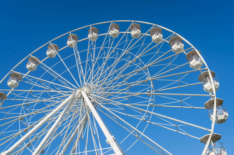 What’s new at the Brookfield Zoo: Koalas, an Easter extravaganza, and a Ferris wheel