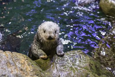 Shedd Aquarium receives major gift from longtime partner Abbott Fund. (Photo courtesy of Shedd Aquarium)