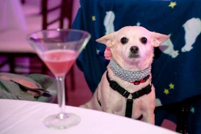A canine guest enjoys a Muttini at a past Animal Magnetism fundraiser. The next event will be March 11. (Sparenga Photography)