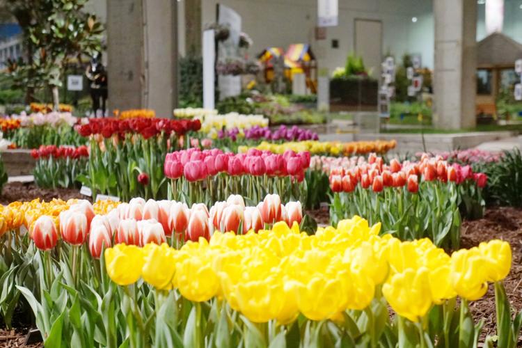 CFGS Tulips (2)a