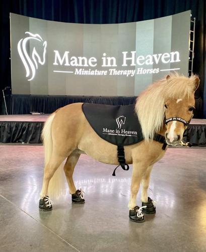 Mane in Heaven mini therapy horse. (Photo courtesy of Mane in Heaven)