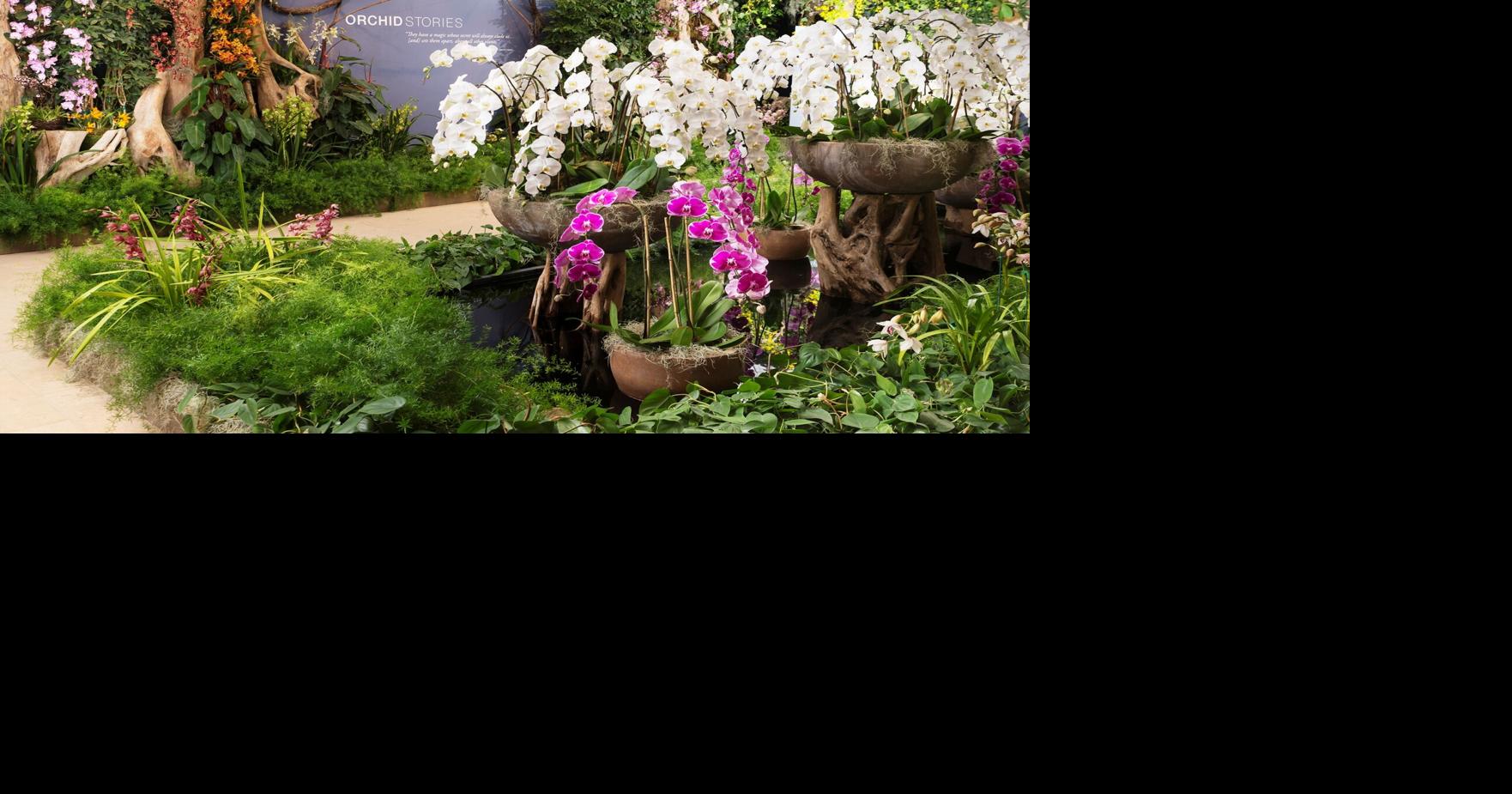 Chicago Botanic Garden Orchid Show Fasci Garden