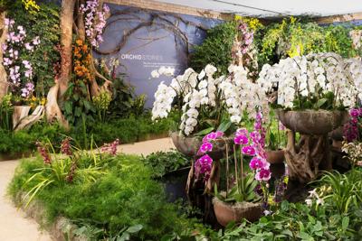 Chicago Botanic Garden's "The Orchid Show: Untamed" begins on Feb. 12 and runs through March 27.