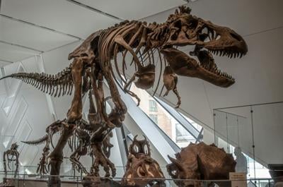 Dinosaur tracks found inside English quarry to be showcased in BBC documentary