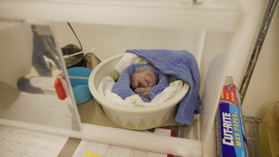 Cinereous Vulture Chick hatches at Lincoln Park Zoo image two
