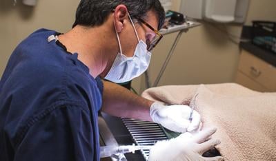 Dr. Gonsky works on teeth at West Loop Vet Photo by Krista Scarlavai