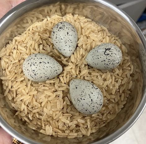 Lincoln Park Zoo saves piping plover eggs after storms image three