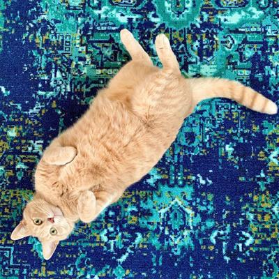 Best things to do in Chicago on Presidents’ Day 2025 Events